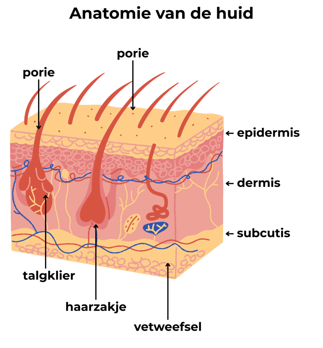 anatomie huid